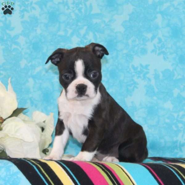 Cherry, Boston Terrier Puppy
